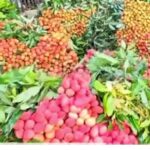 ভারতেরর আহমেদাবাদে বিমান বিধ্বস্ত: ২৪২ আরোহীর কেউ বেঁচে নেই